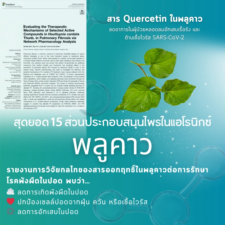 พลูคาว